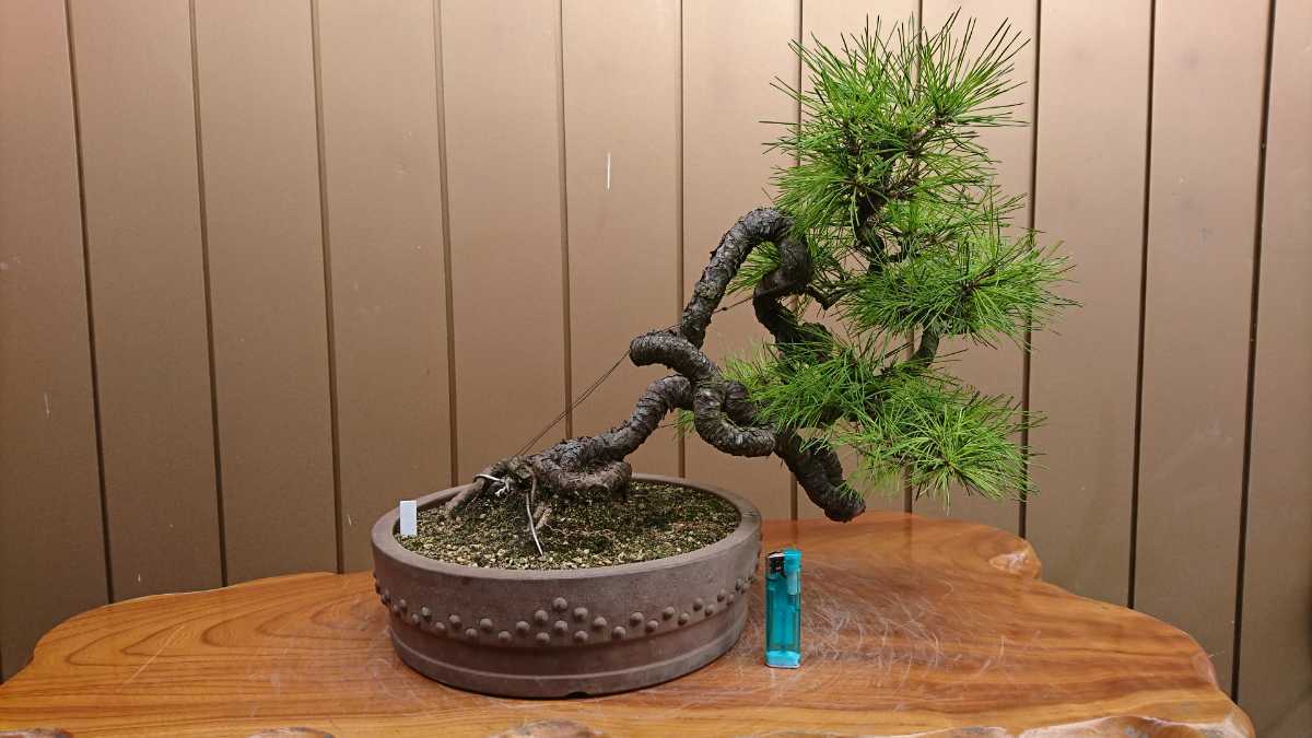 盆栽 ピラカンサ 樹高18cm - 12