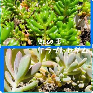 多肉植物 寄せ植えに使えます虹の玉&グラプトセダム 抜き苗または、カット苗 各種3本(器は無し、ネコポス発送予定)