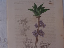 英English botanity植物画アンティークボタニカルプリントSowerby(ジェームス・サワビー)セイヨウオニシバリ_画像1