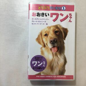 zaa-zvd13♪おおきいワンちゃん [VHS] ビデオ (どうぶつだいすき!) 株式会社ピジョン (編集) 単行本 1999/1/1