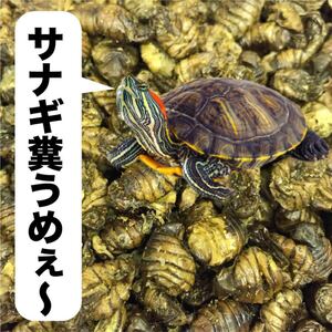 Paypayフリマ 亀の栄養補給に 乾燥サナギ750g入り 亀のおやつに ミドリガメ イシガメ クサガメの餌 タンパク質強化に 送料無料 Paypayフリマ 亀の栄養補給に 乾燥サナギ750g入り 亀のおやつに ミドリガメ イシガメ クサガメの餌 タンパク質強化に 送料無料