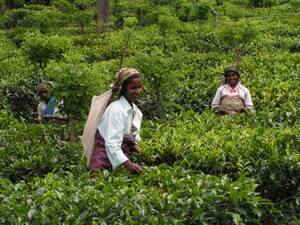 【送料無料】アイスティーに最適　有機栽培紅茶 ２００g セイロンウバ紅茶 １００Gパック２個
