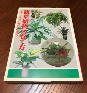[ decorative plant. .. person ] Ikegami confidence Hara * work 