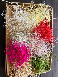 ミニかすみ草8色詰合せ プリザーブドフラワー 花材 ハンドメイド アクセサリー小花 かすみ草 ハーバリウムボールペン サシェ