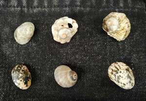  hermit crab shell .S size set 