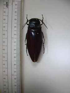 B11 大型コメツキムシ類　タイ北部 チェンダオ産　昆虫　甲虫　コメツキムシ　標本