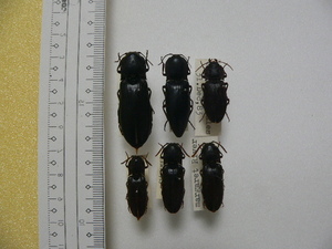 D42 コメツキムシ類6頭　オーストラリア産　昆虫　甲虫　コメツキムシ　標本