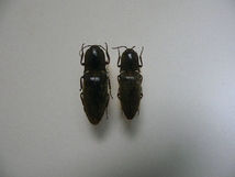 D46　コメツキムシ類2頭　パプアニューギニア産　昆虫　甲虫　コメツキムシ　標本_画像1