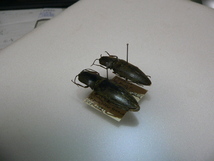 D46　コメツキムシ類2頭　パプアニューギニア産　昆虫　甲虫　コメツキムシ　標本_画像3