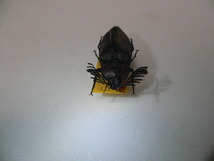 B14 大型コメツキムシ類　フィリピン Palawan島産　昆虫　甲虫　コメツキムシ　標本_画像3