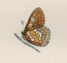 1890年 Morris 英国蝶類史 木版画 手彩色 Pl.43 タテハチョウ科 エウフィドリアス属 マーシュヒョウモン GREASY FRITILLARY 博物画_画像2