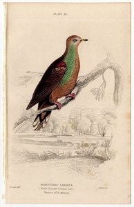 1853年 Jardine 手彩色 鋼版画 鳥類学 ハト科 Pl.26 カワラバト属 レモンバト PERISTERA LARVATA 博物画 エドワード・リア