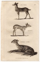 1801年 Shaw 銅版画 マメジカ科 ジャワマメジカ モスキオラ属など3種 博物画_画像1