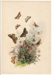 1860年 Humphreys 英国の蛾 多色石版画 Pl.42 シャクガ科 ボタンヅルナミシャク ウスグロオオナミシャク ヤエナミシャクなど12種 博物画