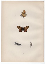 1890年 Morris 英国蝶類史 木版画 手彩色 Pl.43 タテハチョウ科 エウフィドリアス属 マーシュヒョウモン GREASY FRITILLARY 博物画_画像1