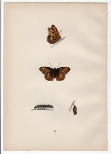 1890年 Morris 英国蝶類史 木版画 手彩色 Pl.51 タテハチョウ科 スペインヒョウモン属 スペインヒョウモン 博物画