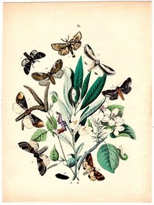 1882年 Kirby 石版画 手彩色 ヨーロッパの蝶と蛾 Pl.31 シャチホコガ科 バフチップ モンキシロシャチホコなど9種 博物画