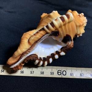  large shino makigaiCymatium pilearis 1*73g( shell specimen )