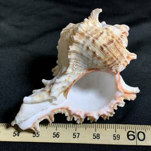 Chicoreus torrefactus１・34g（貝殻標本）