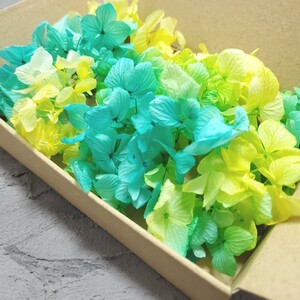 あじさい ゆめ紫陽花 加工花材 大地農園 ハーバリウム花材 花材