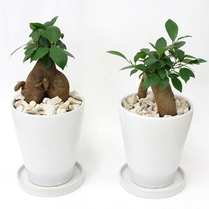 観葉植物 幸せを見守る樹 ガジュマル 5号 ホワイト陶器鉢 丸ロング　送料無料