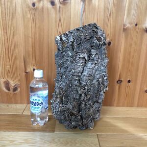 筒 コルク 太くて大型 ビカクシダ着生用に