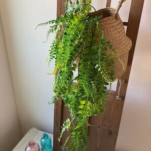 シダ フェイクグリーン 羊歯 人工観葉植物 ハンギング 枝 85cm