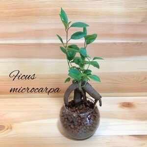 ガジュマル ハイドロカルチャー 観葉植物