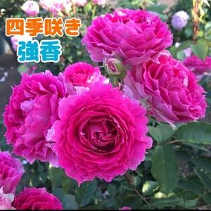 シェ○ラ○ード★強健★香り薔薇★挿し木苗★超強香★初心者向け