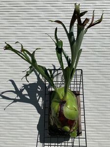 ビカクシダ P.alcicorne var.Africa アルシコルネ アフリカ