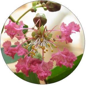 ヤフオク サルスベリ 種の中古品 新品 未使用品一覧 ヤフオク サルスベリ 種の中古品 新品 未使用品一覧