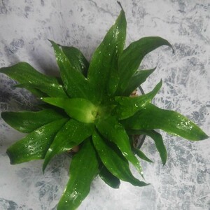 ドラセナ (ジャネット) グレイガイ コンパクタ ハイドロカルチャー 観葉植物