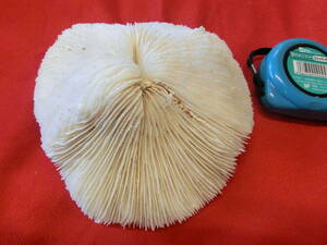  rare article white .. coral ksa flyer isi width 18cmx16.5cmx height 6cm weight 885g about 