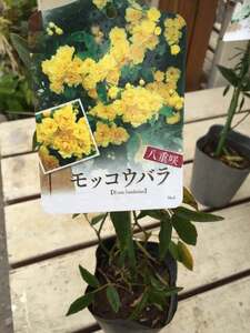 ヤフオク バラ オベリスクの中古品 新品 未使用品一覧 ヤフオク バラ オベリスクの中古品 新品 未使用品一覧