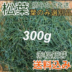 【厳選松葉】松葉茶などに gお試し!松茸の育つ産地の葉 健康茶