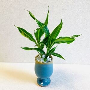 ハイドロカルチャー ドラセナ ワーネッキー 小石原焼 陶器 観葉植物