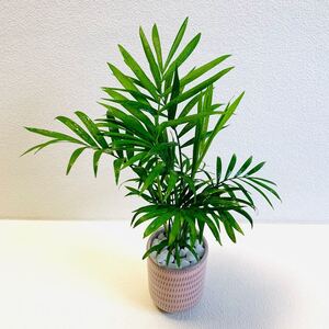 ハイドロカルチャー テーブルヤシ 小石原焼 飛びかんな 陶器 観葉植物