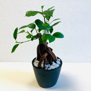 ハイドロカルチャー ガジュマル 小石原焼 飛びかんな 陶器 観葉植物
