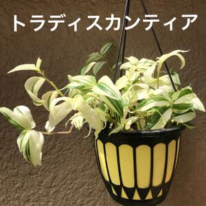 トラディスカンディア挿し穂 20本