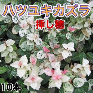 ハツユキカズラ挿し穂 10本