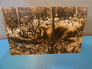 ●　象狩り　/　東南アジア　/　戦前　/　写真 絵はがき　/　国籍不明　●・・・H08