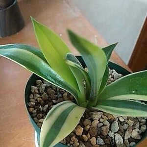 アガベ ベネズエラ斑入り