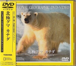 ★DVD 北極グマ カナダ [ナショナル・ジオグラフィック]