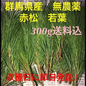 群馬県産天然無農薬の赤松松葉 新芽300g!収穫日に発送!10月18日収穫発送予定