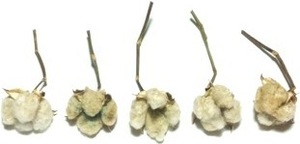 綿 綿花 コットン 緑 枝つき ドライフラワー 5個セット 花材/アレンジ/リース/ハンドメイド