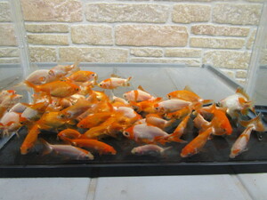 ヤフオク 和金 金魚 魚類 水生生物 の中古品 新品 未使用品一覧