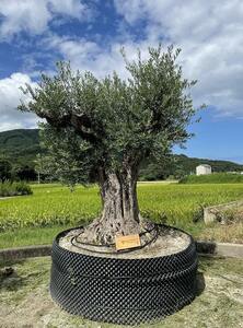 X30 Испанское дерево 400 лет ~ Толстый ствол Очень толстый Кобб Оливковое Старое дерево Фукуока Продажи