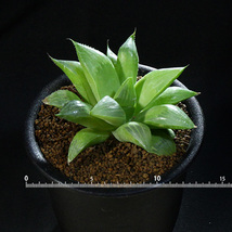 【美種】 ハオルチア・グリーン レツーサ 3号 1 PR Haworthia hyb. retusa 'green retusa' (美窓 ハオルシア ハイブリッド・オブツーサ）_画像3