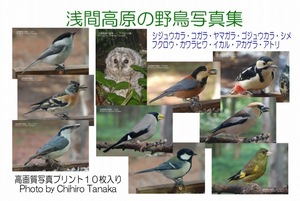 ＋【浅間高原の野鳥写真集】１０種類 b-03