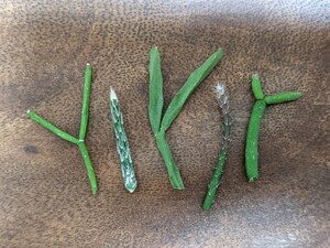 観葉植物 リプサリス カット 苗 セット